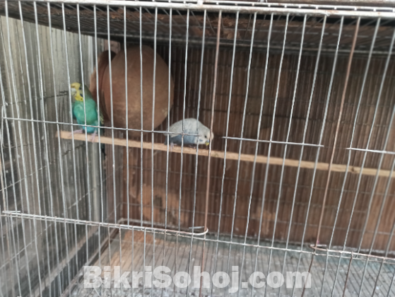Budrigar and Australian dove with nest & accessories
